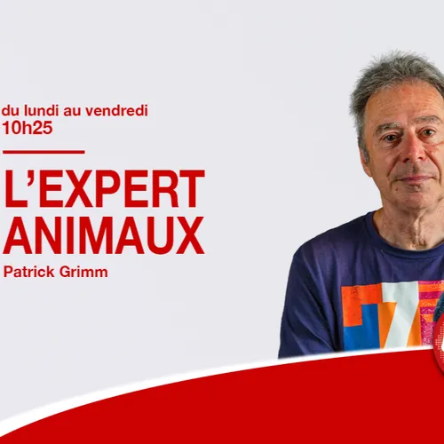 08/04/2022 : QUE SE PASSE-T-IL SI JE ME FAIS MORDRE CHEZ MON VOISIN ?